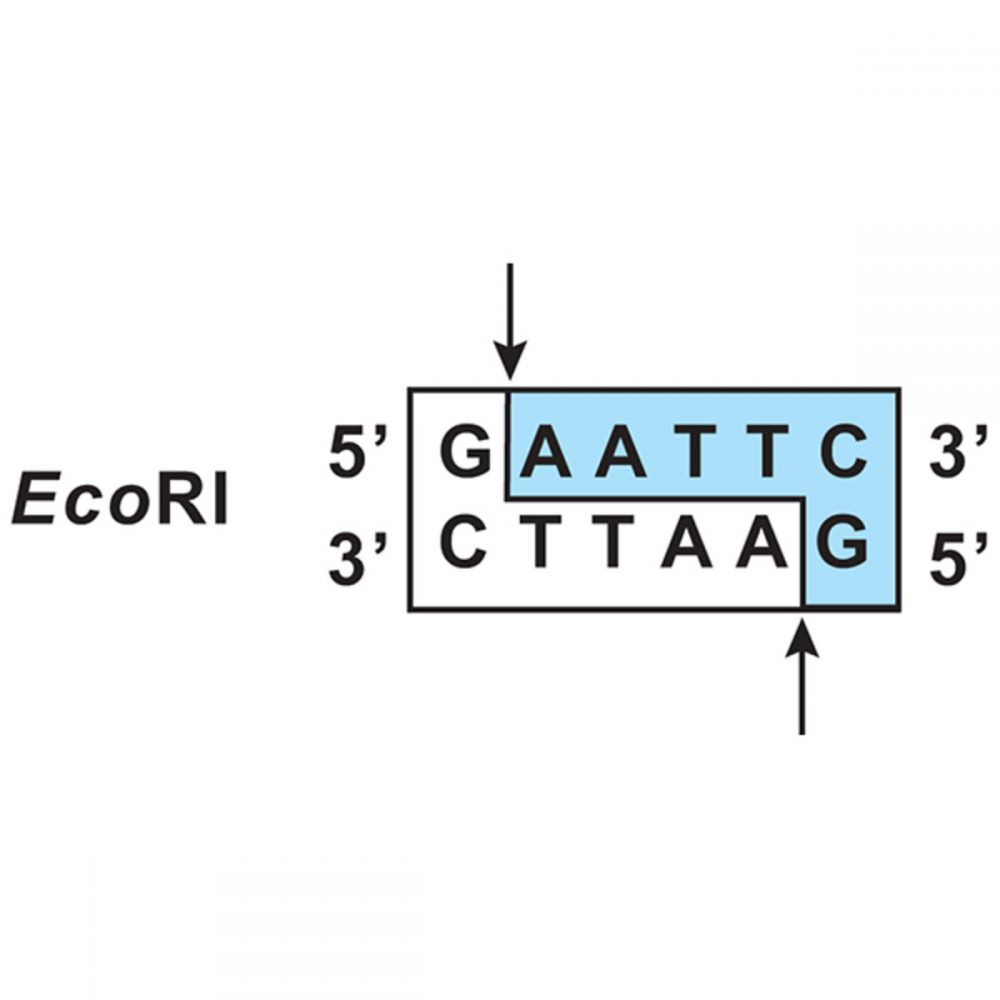 Classroom Kit Cleavage Of Lambda Dna With Ecori Restriction Enzyme For 10 Restriction