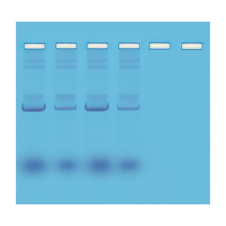 Classroom Kit MiniPrep Isolation of Plasmid DNA For up to 20
